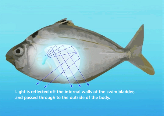 Light is reflected off the internal walls of the swim bladder, and passed through to the outside of the body.