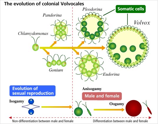 The evolution of colonial Volvocales