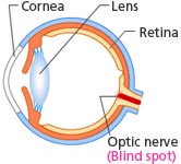 Schematic diagram illustrating the blind spot
