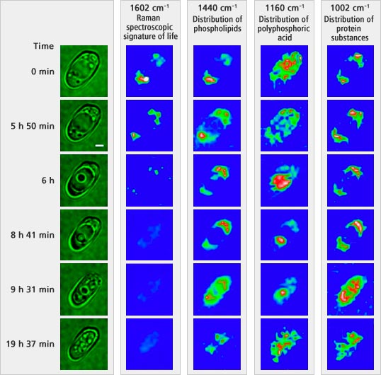 Raman spectroscopic signature and dancing bodies