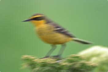 A photo of a bird with “camera shake” blurring