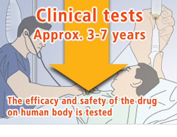 Selection of candidate drug, preliminary clinical tests (approx. 3-5 years), clinical tests (approx. 3-7 years), application and approval