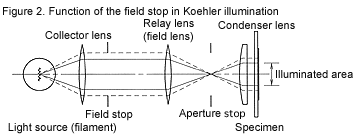 Figure 2. Function of the field stop in Koehler illumination