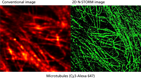 Conventional image 2D N-STORM image Microtubules (Cy3-Alexa 647)