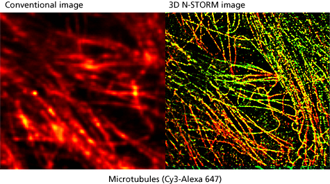 Conventional image 3D N-STORM image Microtubules (Cy3-Alexa 647)